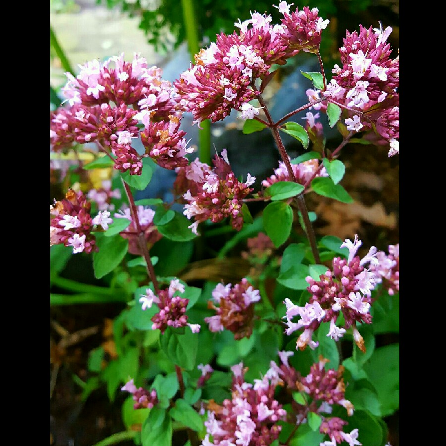 Plant image Origanum Laevigatum 'Rosenkuppel'