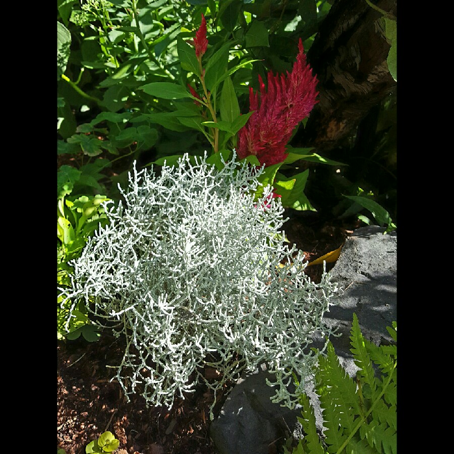 Plant image Calocephalus
