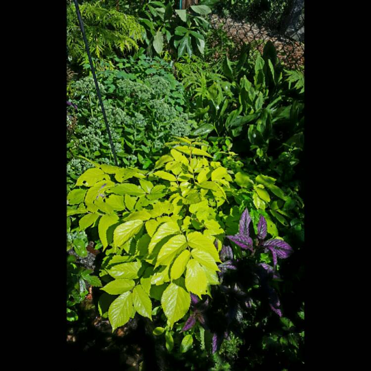 plant image 187115 plant image 187115