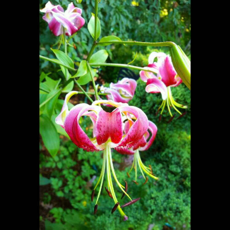 plant image 189704