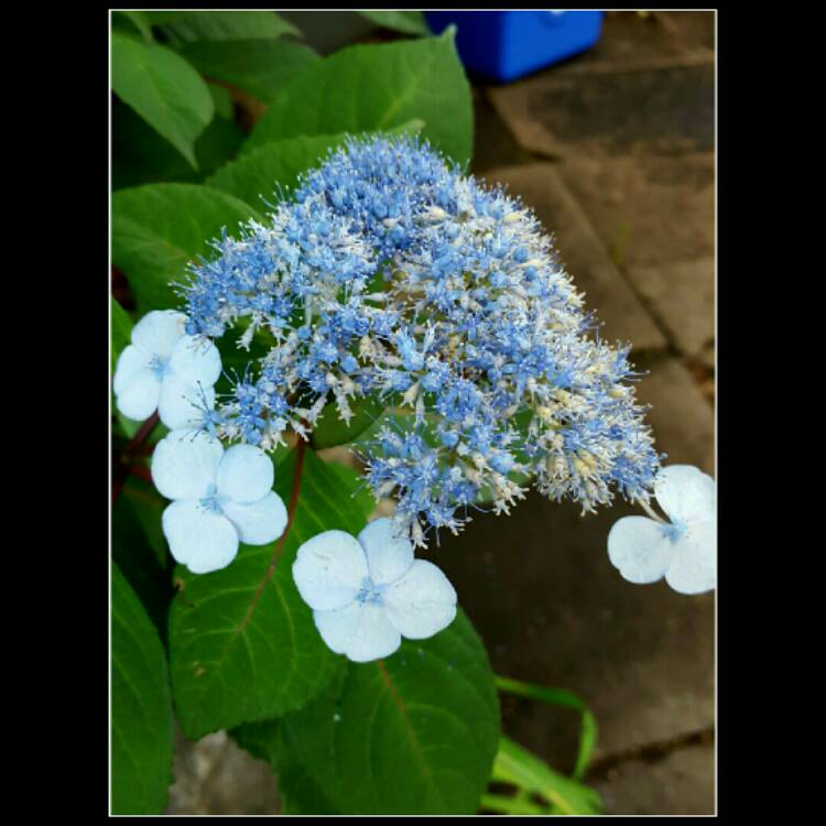 plant image 195466