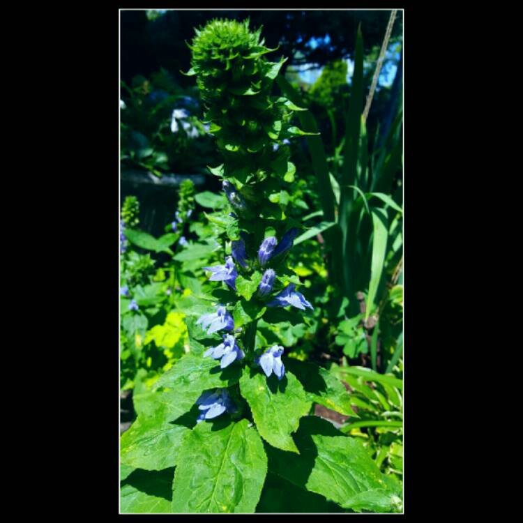plant image 201694 plant image 201694