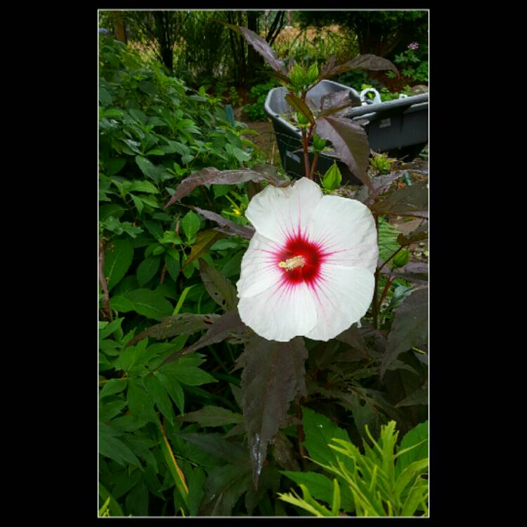 Plant image Hibiscus moscheutos 'Kopper King'