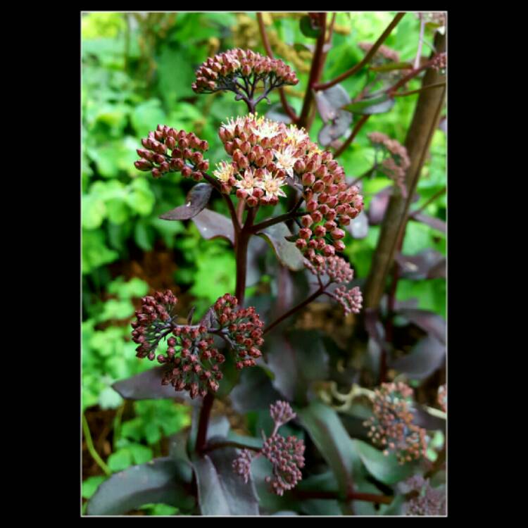 plant image 202703 plant image 202703