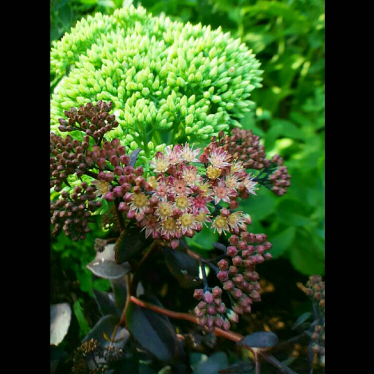 plant image 208623 plant image 208623
