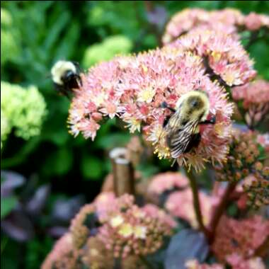 Sedum