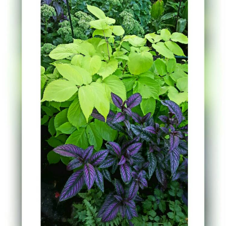 plant image 219398 plant image 219398