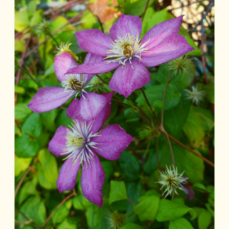 plant image 219714 plant image 219714
