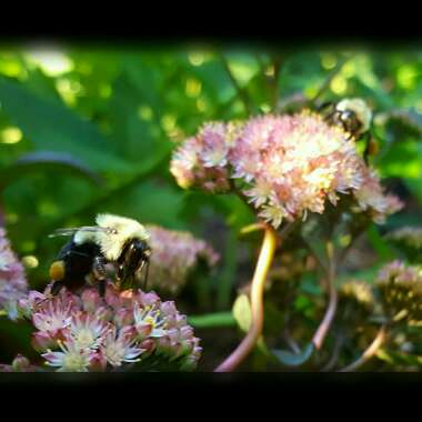 Sedum