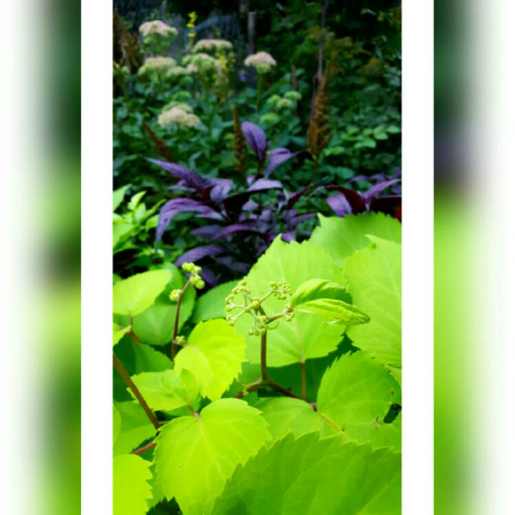 plant image 228154 plant image 228154