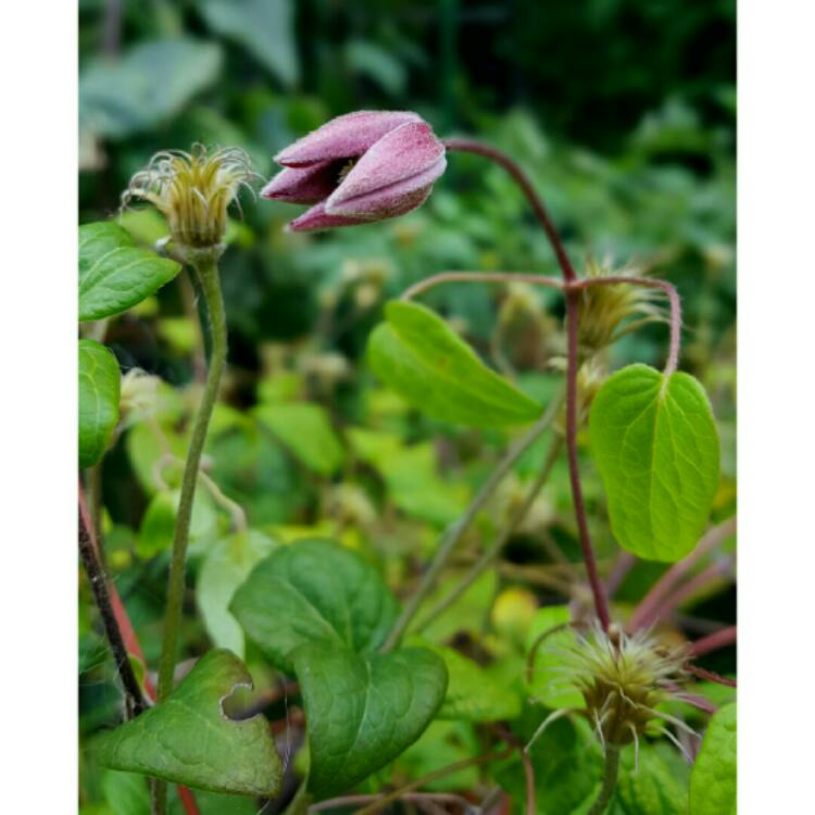 plant image 228409 plant image 228409