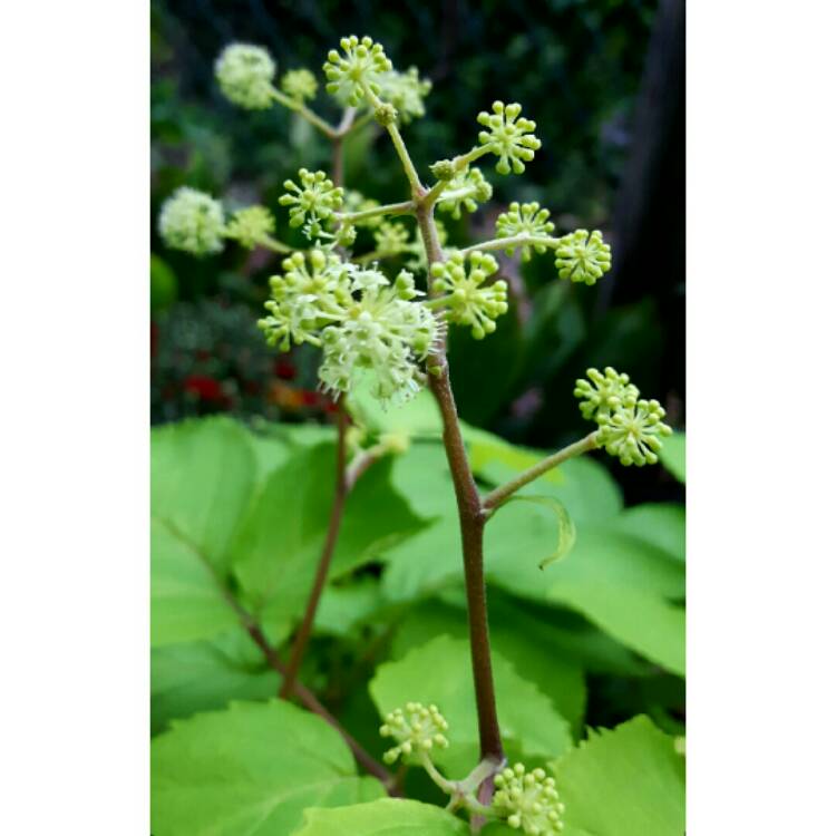 plant image 236416 plant image 236416
