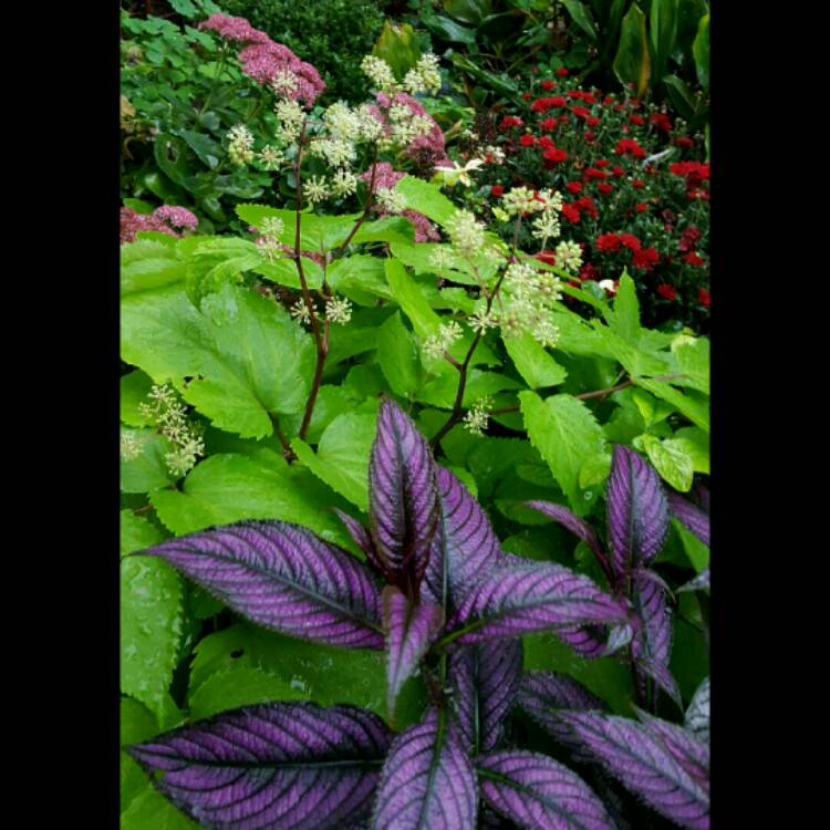 plant image 249052 plant image 249052