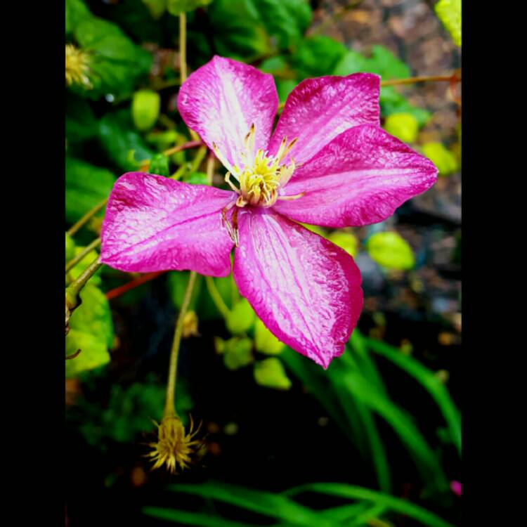 plant image 249688 plant image 249688