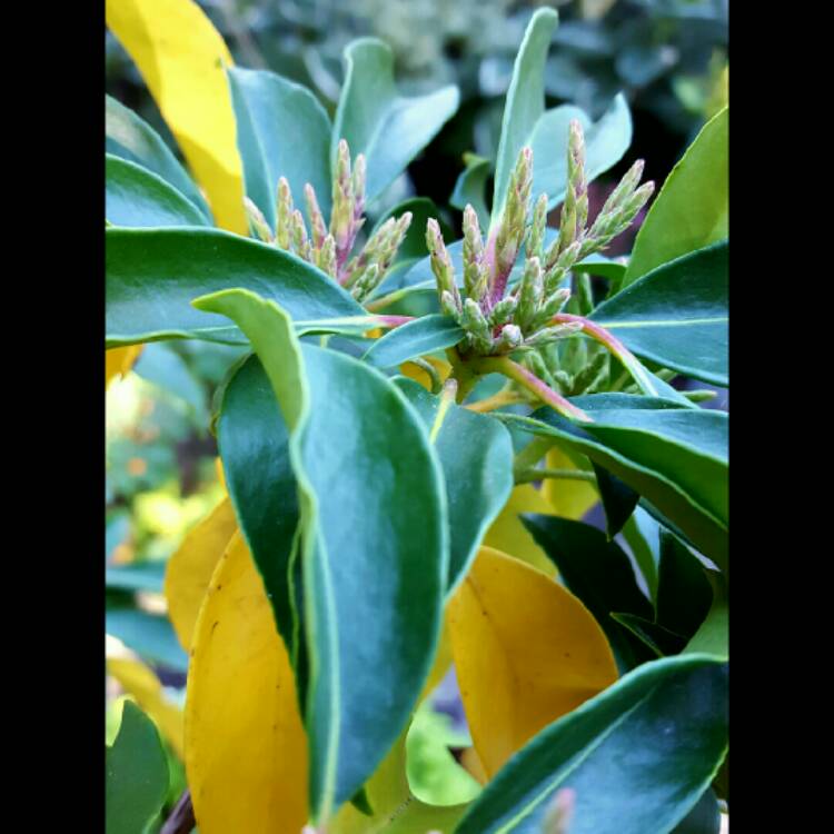 plant image 256606