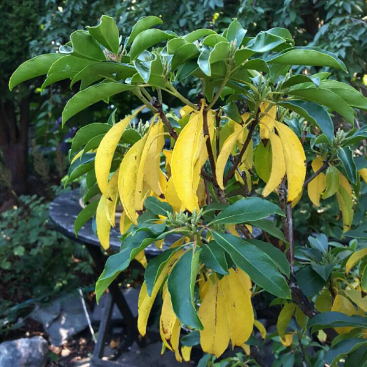 plant image 256607