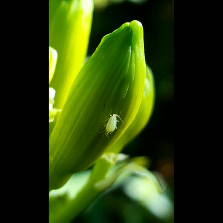 plant image 256862