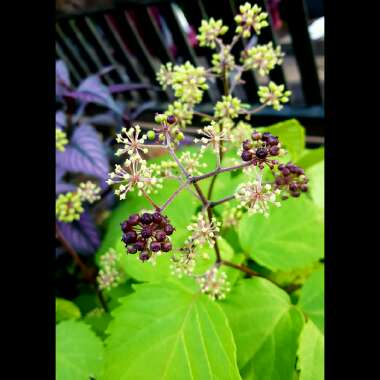 Aralia 'Sun King'