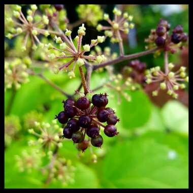 Aralia 'Sun King'