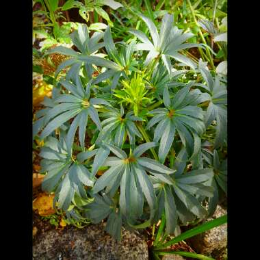 Hellebore (Species) Stinking Hellebore