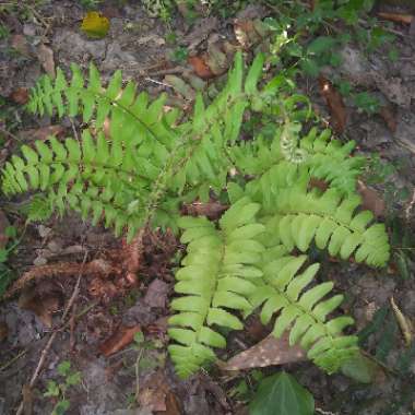 Polystichum Acrostichoides