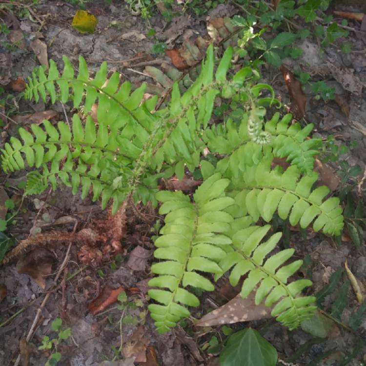 Plant image Polystichum Acrostichoides
