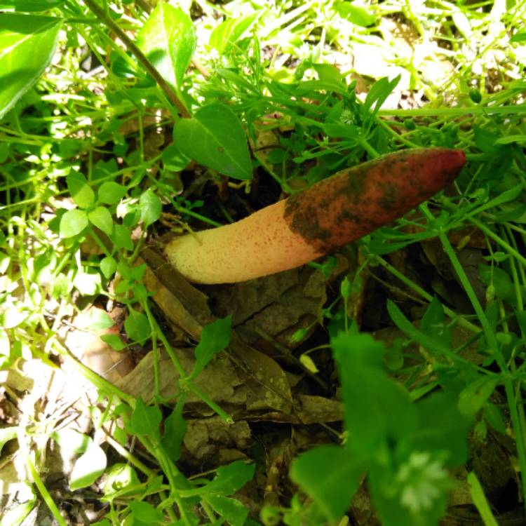 Plant image Phallus impudicus