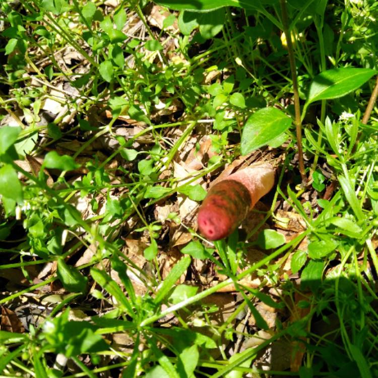 Plant image Phallus impudicus