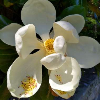 Magnolia grandiflora