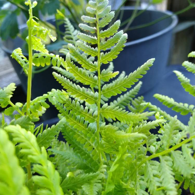 plant image 1326440