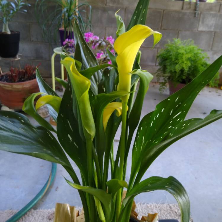 plant image 1386644