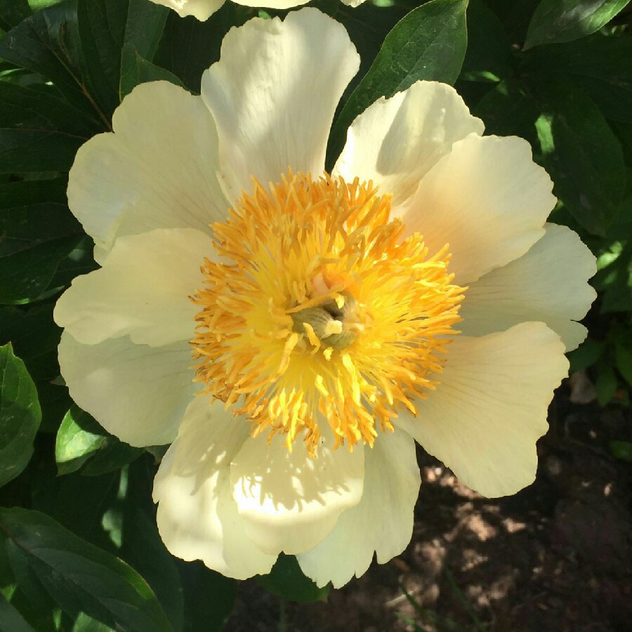 Paeonia Claire De Lune Peony Claire De Lune Herbaceous Uploaded By Ferne101