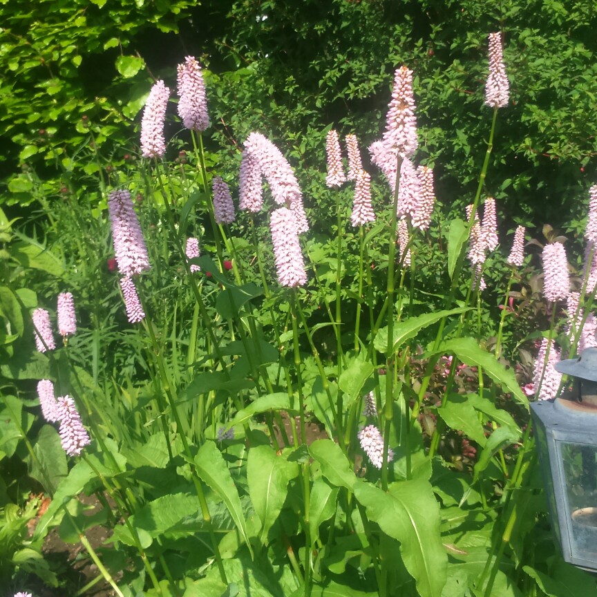 Plant image Persicaria