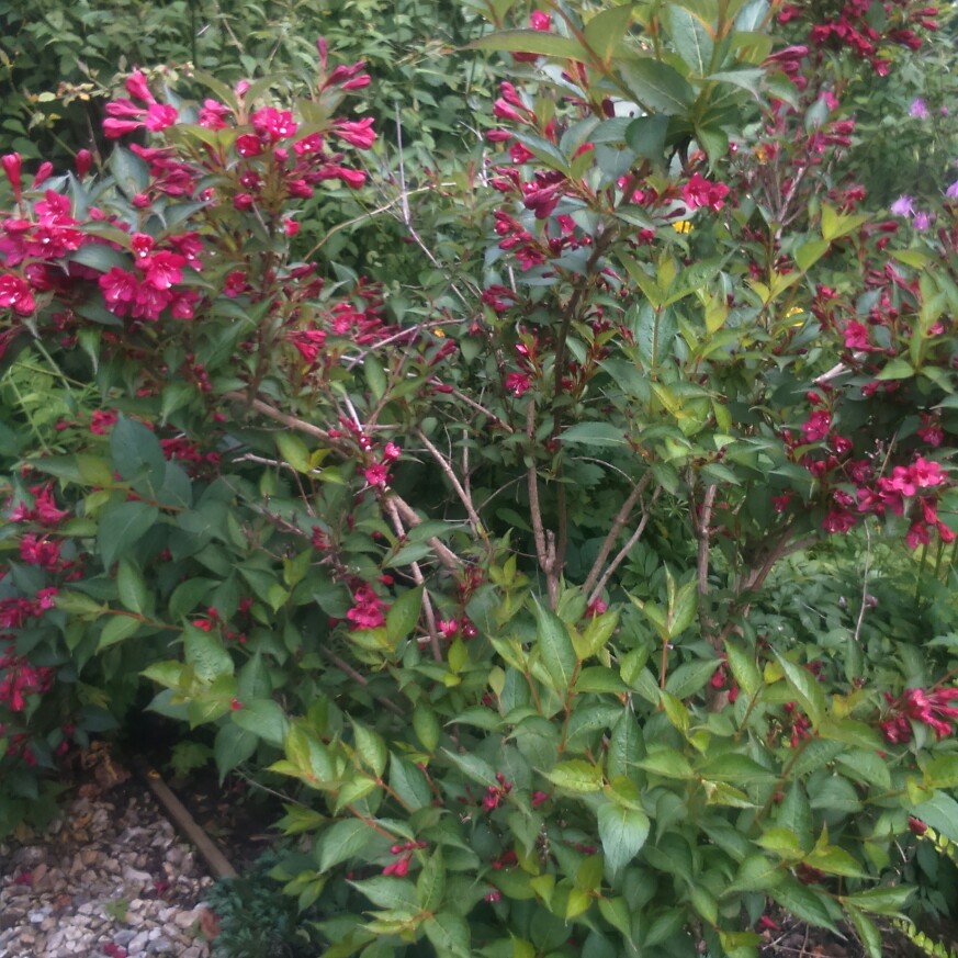 Plant image Weigela 'Eva Rathke'