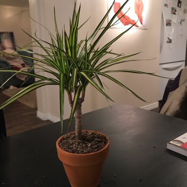 Dracaena marginata