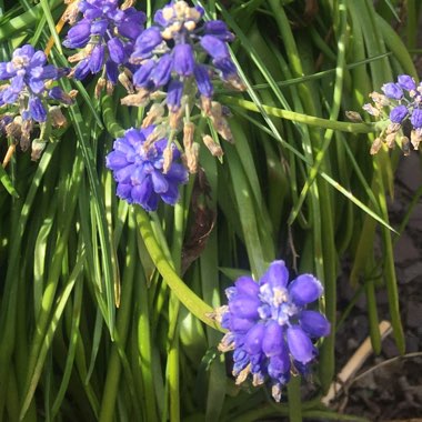 Grape Hyacinth