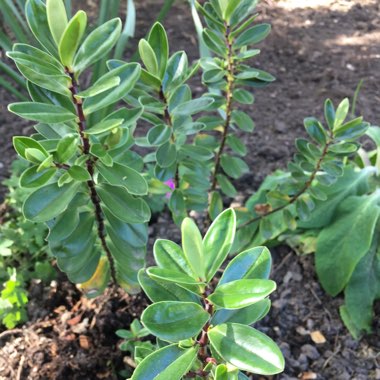 Topiarist's Hebe