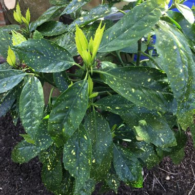 Japanese Laurel