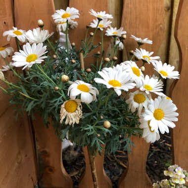 Marguerite Daisy Madeira 'White Improved'