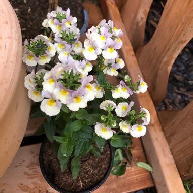 Nemesia 'Easter Bonnet'