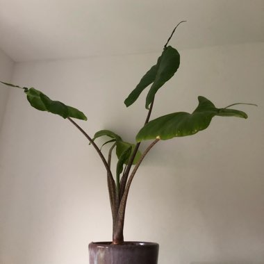 Alocasia 'Stingray'