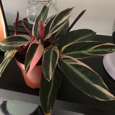 Bloody Stromanthe 'Triostar'