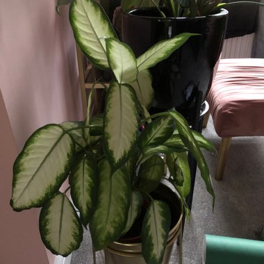 Dumb Cane