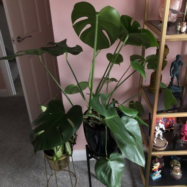 Swiss Cheese Plant