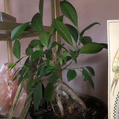 Curtain Fig 'Ginseng'