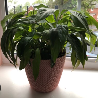 Peace Lily