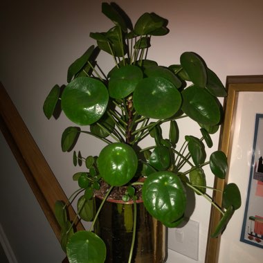 Chinese Money Plant