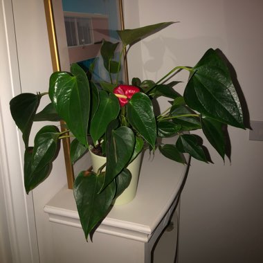 Flamingo Flower