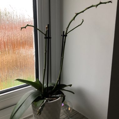 Moth Orchid