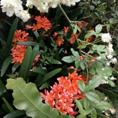 Clivia miniata